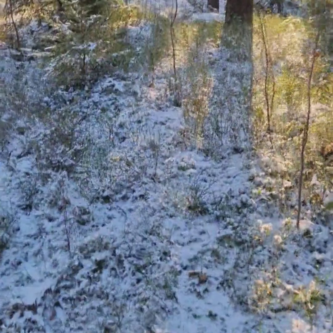 Fårskinnsvantar i skogen
